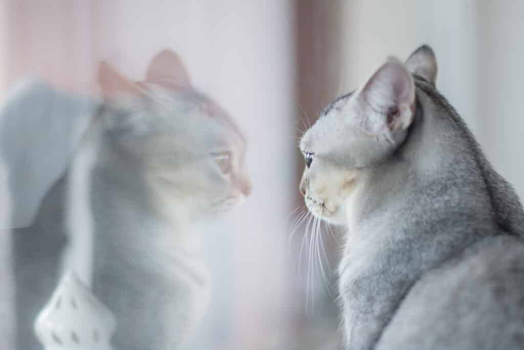 a cat is looking out the window: when to call it quits