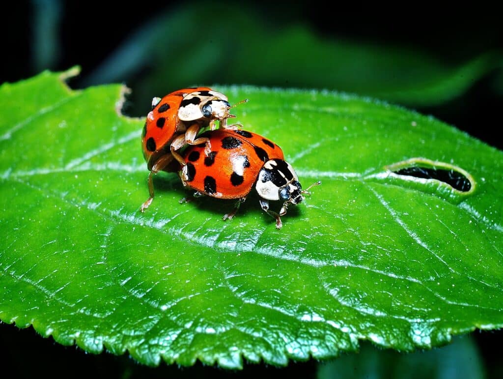 ladybugs relationship